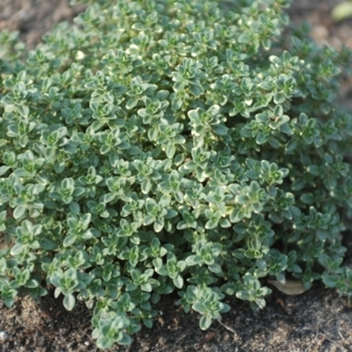 Thyme 'Elfin' - Thymus serpyllum from The Flower Spot